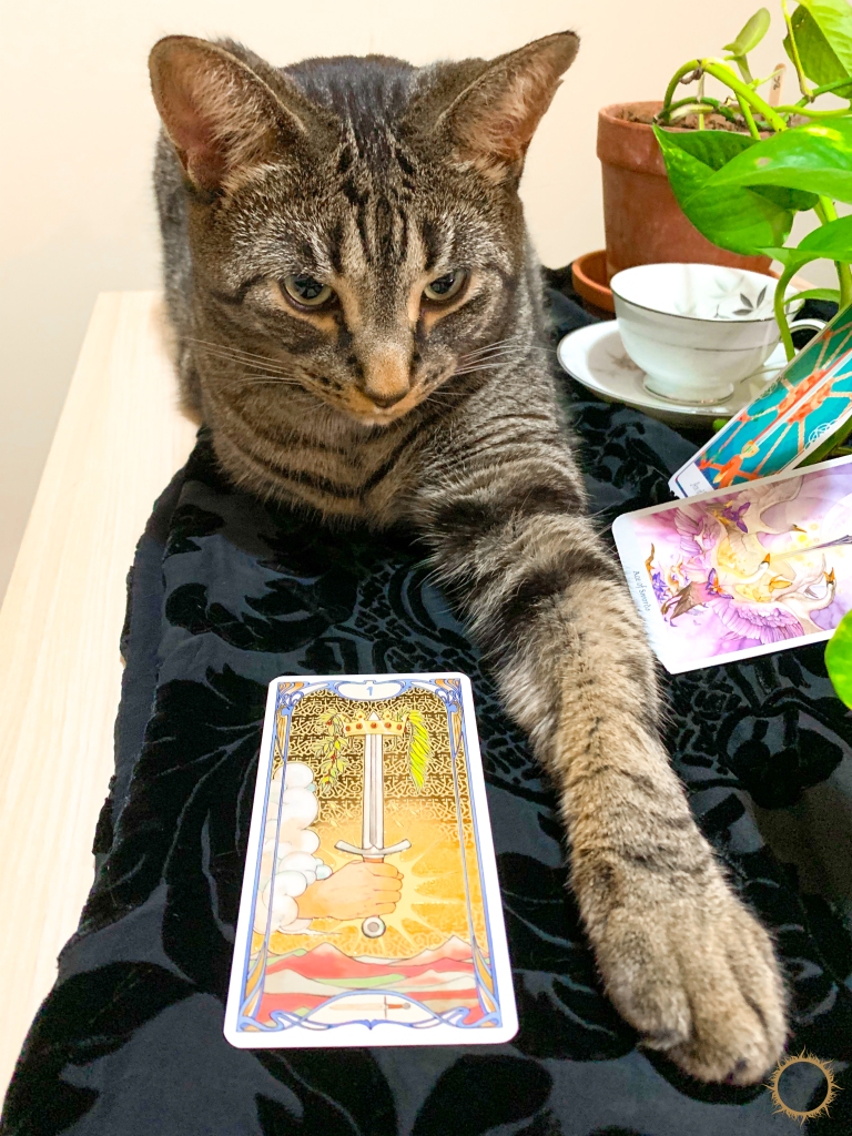 cat with tarot cards on a black scarf